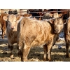 Image 9 : Darcy, Colton & Blake Reinhardt - 850# February Delivery Heifers - 145 Head (Redland, AB)