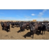 Image 4 : Ripple Rock Ranch - 765# June Delivery Heifers - 155 Head (Fincastle, AB)