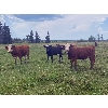 Image 5 : Avos Farms - 920# Sept/Oct Grass Steers - 520 Head (MacKay & Shining Bank, AB)