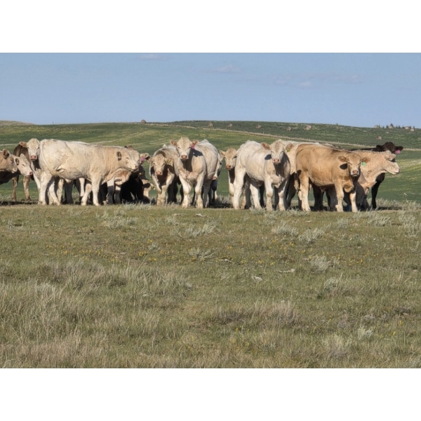 Wyatt & Meg Isaacson - 1000# Sept/Oct Delivery Grass Steers - 95 Head (Killdeer, SK)