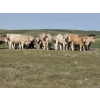 Image 1 : Wyatt & Meg Isaacson - 1000# Sept/Oct Delivery Grass Steers - 95 Head (Killdeer, SK)