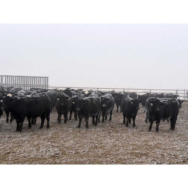 Shark Farms - 885# March Delivery Steers - 215 Head (Nanton, AB)