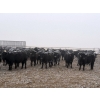 Image 1 : Shark Farms - 885# March Delivery Steers - 215 Head (Nanton, AB)