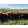 Image 2 : RJ Bart Stock Corp. - 925# August Delivery Grass Heifers - 60 Head (High River, AB)