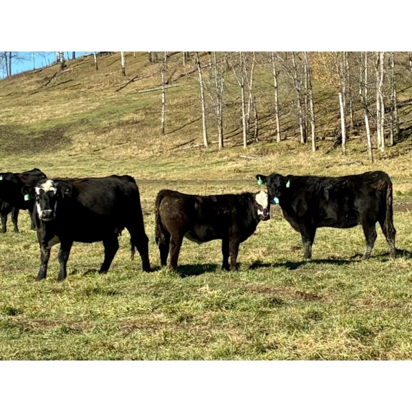 MG Cattle Co. Ltd. - 38 Black/BBF Simm/Angus X April/May Calving 2nd Calvers (Sangudo, AB)