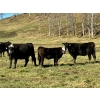 Image 1 : MG Cattle Co. Ltd. - 38 Black/BBF Simm/Angus X April/May Calving 2nd Calvers (Sangudo, AB)