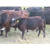 Image 11 : Storle Farms Ltd. - 630# October Delivery Steer Calves - 88 Head (Lake Alma, SK)