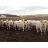 Image 2 : Cluny Colony - 835# November Weaned Steers - 72 Head (Cluny, AB)