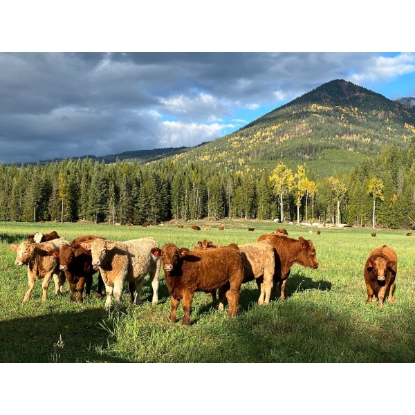 Squaw Valley Ranch - 825# October Steer Calves - 73 Head (Lumby, BC)