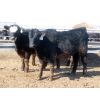 Image 6 : Little Rainbow Ranch - 775# March Delivery Steers - 156 Head (Moosomin, SK)
