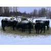 Image 6 : The Grind Stone Ranch - 42 Angus X Bred Cows/Heifers (Charlie Lake, BC)