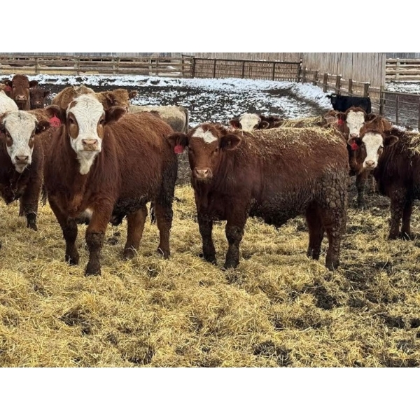 Birch Island Land & Cattle - 1050# April Delivery Steers - 171 Head (Rhein, SK)
