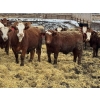 Image 1 : Birch Island Land & Cattle - 1050# April Delivery Steers - 171 Head (Rhein, SK)