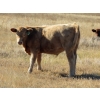 Image 9 : Dan & Kathy MacDonald - 550# November Delivery Steer Calves - 110 Head (Buffalo, AB)