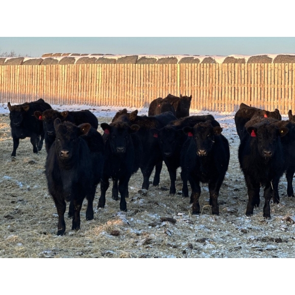 Josh Herauf - 825# February Delivery Weaned Steers - 150 Head (Davin, SK)