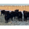 Image 2 : Josh Herauf - 880# March Weaned Steers - 140 Head (Davin, SK)