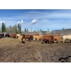 Image 3 : Cattle View Ranch - 1000# September Delivery Grass Heifers - 180 Head (Winfield, AB)