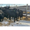 Image 2 : Fox Cattle Co. - 10 Bred Heifers (Pen 513A)