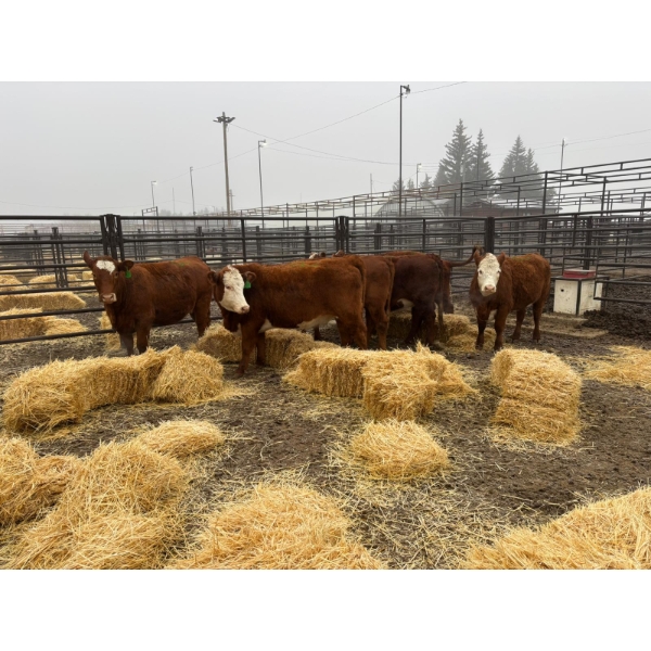 Ian Zeer - 6 Heifers (Pen 445)