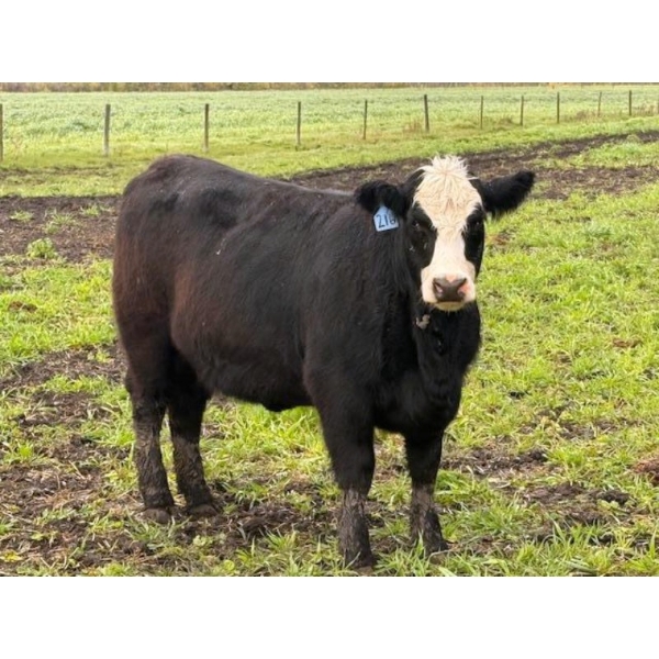 James Keen - 25 Black Baldy/BBF/BWF March/April Calving Bred Heifers (Reaburn, MB)