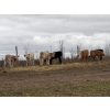 Image 6 : C & L Livestock - 18 Red 2nd & 3rd Calf 3-Way Pairs (Edam, SK) VBP+