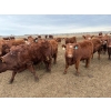 Image 6 : Pedersen Farms - 940# March Delivery Steers - 65 Head (Scandia, AB)