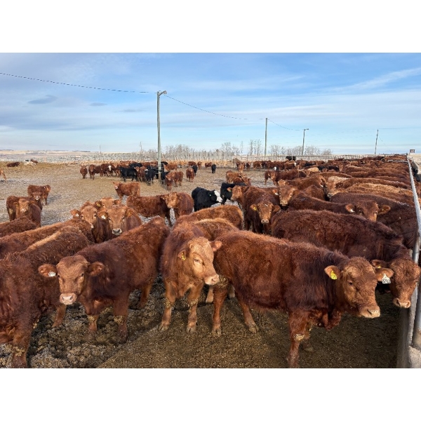 Quarter Circle X Ranch - 850#  February Delivery Steers - 75 Head (Madden, AB)