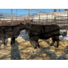 Image 3 : Crooked Creek Ranch - 4 Mature Cows (Pen 427)