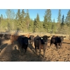 Image 4 : Alan Fridlington - 730# May Delivery Heifers - 162 Head (Kersley, BC)