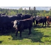 Image 4 : FM Livestock / Anchor P Farms - 720# November Delivery Steer Calves - 85 Head (Bentley, AB)