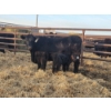 Image 2 : Rolling N Ranches (Nolan & Amanda Osadczuk) - 4 Black Heifer Pairs with Red Calves
