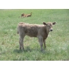 Image 3 : Circus Coulee Cattle - 530# November Delivery Heifer Calves - 100 Head (Dorothy, AB)