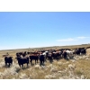 Image 4 : Range 45 Ranch Ltd. - 1000# October Grass Steers - 120 Head (Milden, SK)