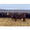 Image 6 : Ron Billings  - 1100# January Weaned Steers - 140 Head (Sundre, AB)