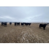 Image 6 : SaskAlta Farms - 800# March Delivery Steers - 140 Head (Alsask, SK)