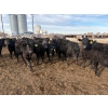 Image 4 : Lowe Ranches - 685# March Delivery Steers - 44 Head (Nanton, AB)