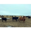 Image 5 : Tee Two Land & Cattle Co. - 630# April Delivery Heifers - 190 Head (Kelliher, SK) VBP+