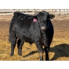 Image 6 : Rob Mossey - 925# March Delivery Steers - 67 Head (Vauxhall, AB)