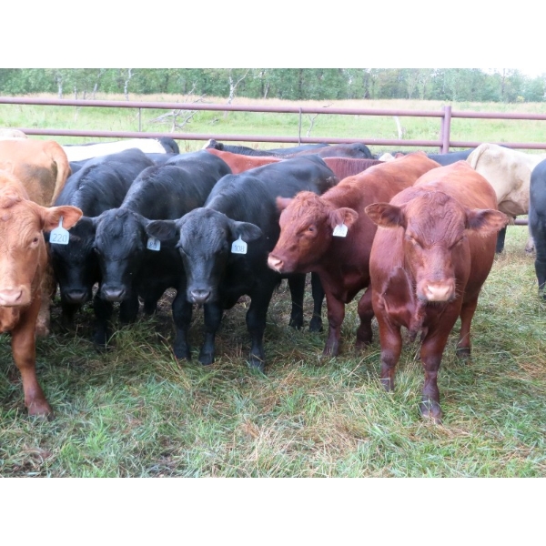 Taylor Enterprises Inc. - 920# September Grass Steers - 53 Head (Wawota, SK)