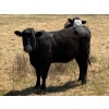 Image 4 : Cross Coulee Ranching - 630# May Delivery Heifers - 80 Head (Duchess, AB)