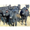 Image 4 : Coal Creek Ranching Ltd. - 850# October Delivery Grass Heifers - 54 Head (Bow City, AB) VBP+