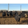 Image 3 : T Bar Cattle Co. Ltd. - 920# March Delivery Steers - 45 Head (Medicine Hat, AB)