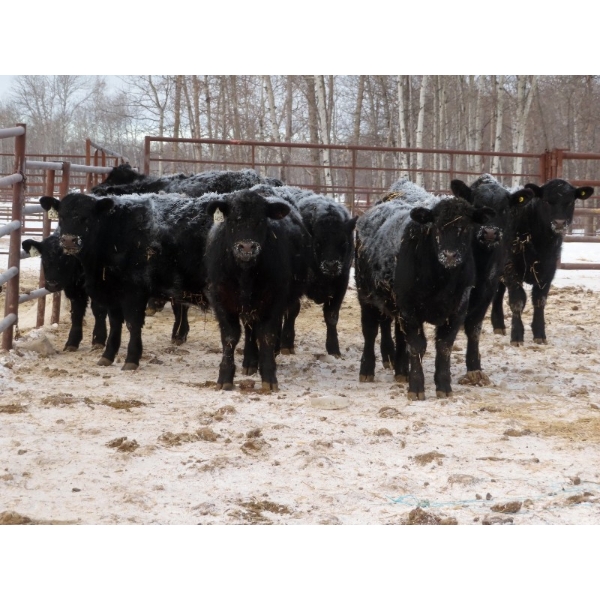 Martin DeVos - 735# March Delivery Steers - 164 Head (Fork River, MB)