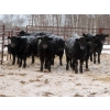 Image 1 : Martin DeVos - 735# March Delivery Steers - 164 Head (Fork River, MB)