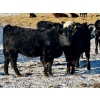 Image 6 : East Hilltop Holdings - 700# January Weaned Heifers - 80 Head (Carstairs, AB)