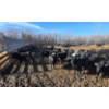 Image 9 : GDS Enterprises Ltd. - 890# February Delivery Steers - 120 Head (Burstall, SK)