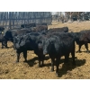 Image 8 : Clay Ridge Stock Farms Inc. - 625# May Delivery Heifers - 56 Head (Fairlight, SK)
