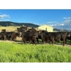 J. Manning & A. Bates - 535# October Delivery Heifer Calves - 35 Head (Hat Creek, BC)