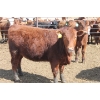 Image 4 : A&S Farms - 30 Red Replacement Heifers (Coaldale, AB)