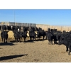 Image 18 : Downie Lake Colony - 860# March Delivery Heifers - 350 Head (Maple Creek, SK)